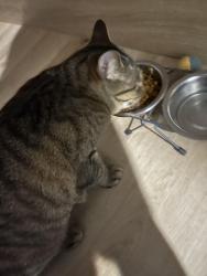 Reunited Male Cat last seen Near montée Saint Sulpice, Saint-Sulpice, QC J5W 4L5