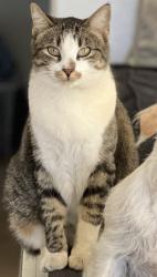 Reunited Female Cat last seen Camino al Norte and Lone Mountain, North Las Vegas, NV 89031