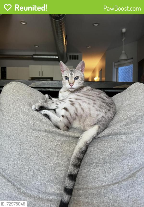 Reunited Female Cat last seen Byrne & Libuse, Fox River Grove, IL 60021