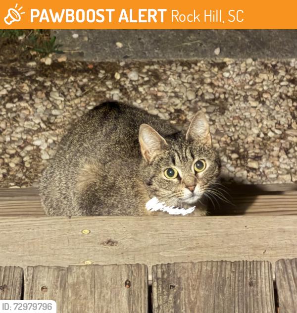 Found/Stray Unknown Cat last seen Charlotte Ave & Glendale Dr, Rock Hill, SC 29732