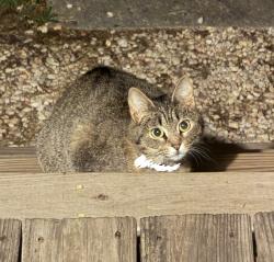 Found/Stray Unknown Cat last seen Charlotte Ave & Glendale Dr, Rock Hill, SC 29732