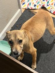Found/Stray Male Dog last seen Camden dr, Piedmont sc, Greenville County, SC 29605