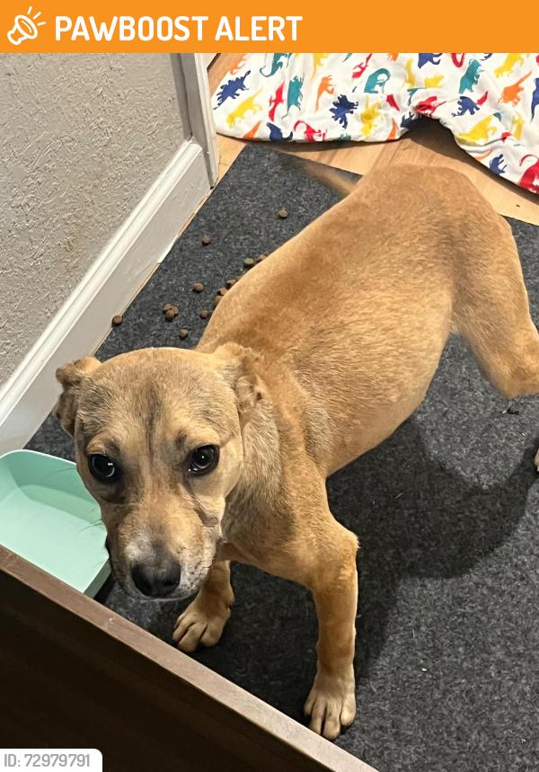 Found/Stray Male Dog last seen Camden dr, Piedmont sc, Greenville County, SC 29605