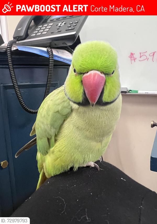 Lost Male Bird last seen Corte Madera, Ca , Corte Madera, CA 94939