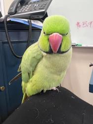 Lost Male Bird last seen Corte Madera, Ca , Corte Madera, CA 94939