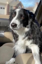 Lost Male Dog last seen Rasco, Southaven, MS 38671