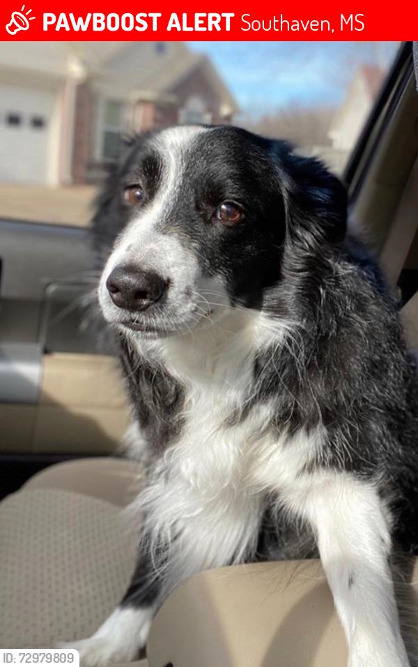 Lost Male Dog last seen Rasco, Southaven, MS 38671