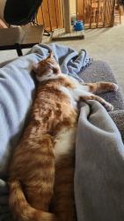 Reunited Male Cat last seen Co Rd B and Ariel St , Maplewood, MN 55109