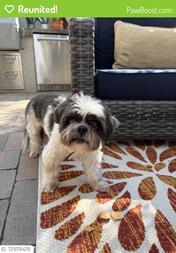 Reunited Male Dog last seen Marina hills drive and park vista, Laguna Niguel, CA 92677
