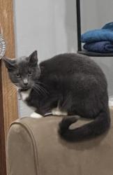 Lost Female Cat last seen Near w 63rd street , Westmont, IL 60559