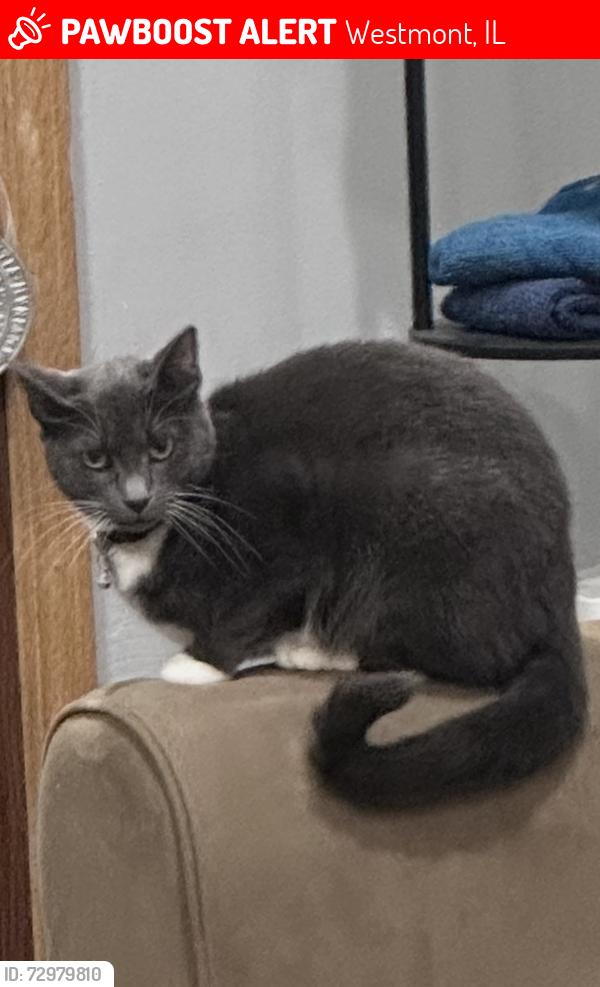Lost Female Cat last seen Near w 63rd street , Westmont, IL 60559