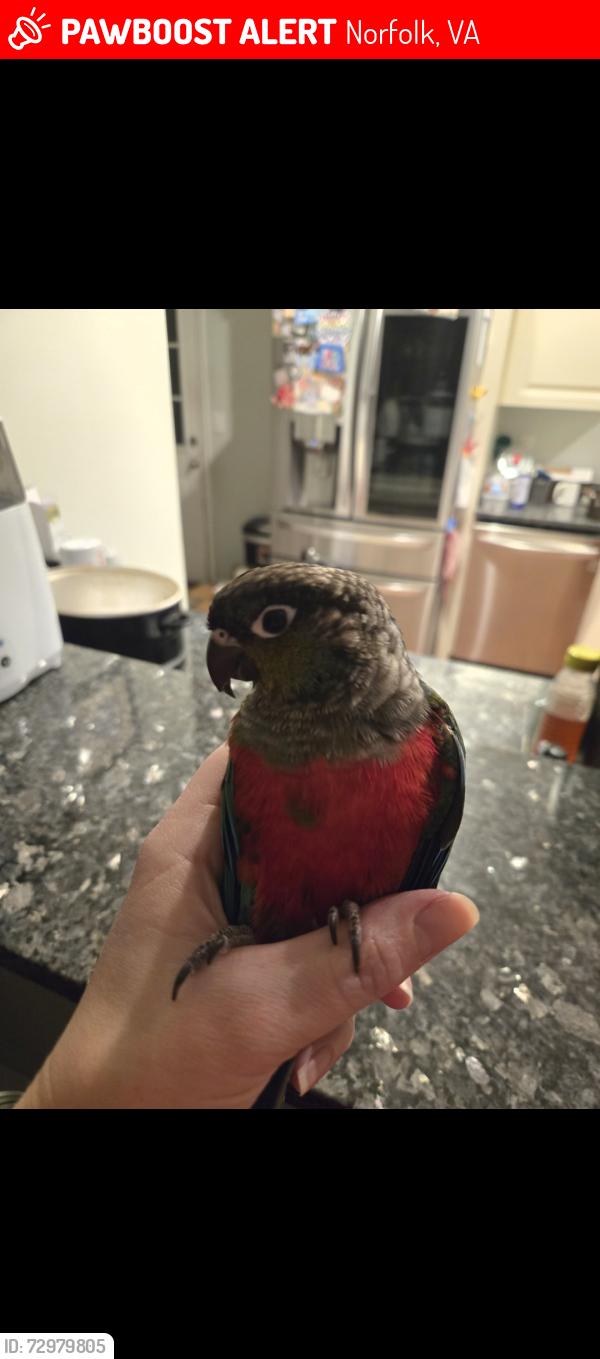 Lost Male Bird last seen Alma Dr. And Westcliff Dr., Norfolk, VA 23518