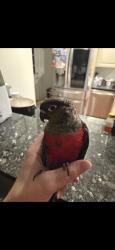 Lost Male Bird last seen Alma Dr. And Westcliff Dr., Norfolk, VA 23518