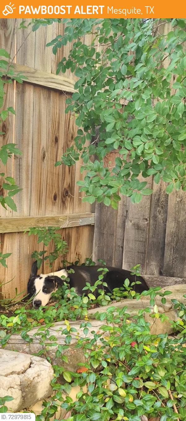 Found/Stray Unknown Dog last seen La Prada and Galloway, Mesquite, TX 75150