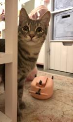 Lost Male Cat last seen 4th St and Bremerton Ave near Safeway Parking lot , Renton, WA 98059