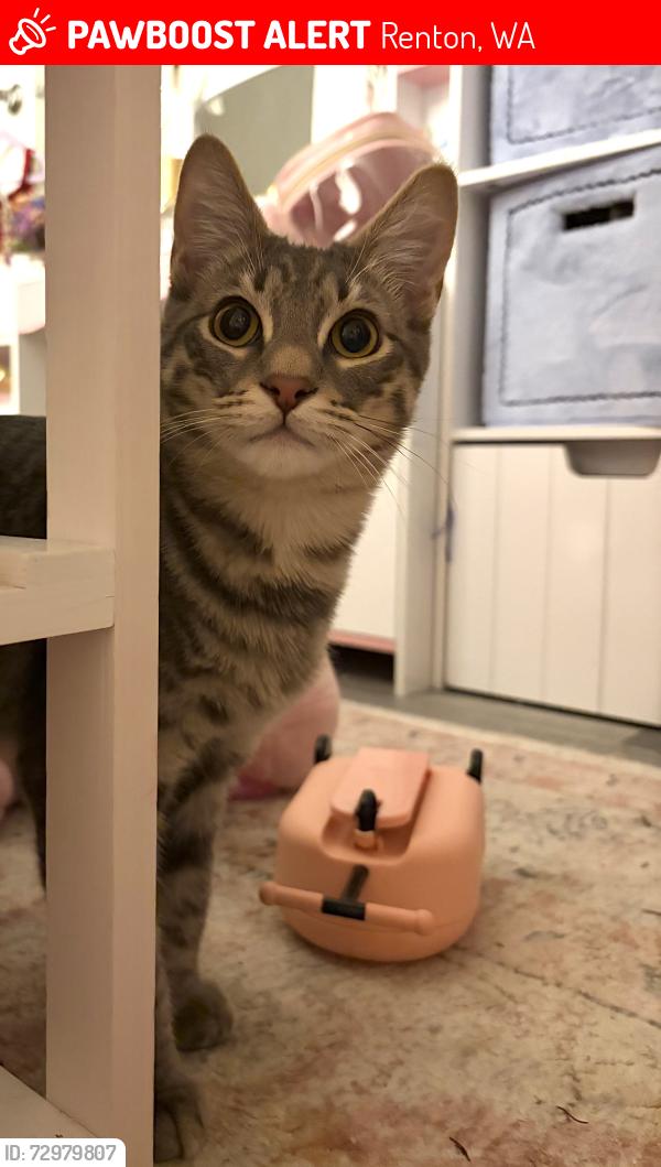 Lost Male Cat last seen 4th St and Bremerton Ave near Safeway Parking lot , Renton, WA 98059