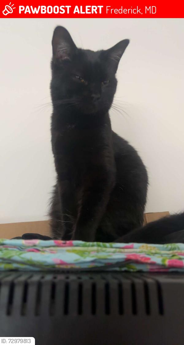 Lost Female Cat last seen Near goose creek way fredrick md, Frederick, MD 21702