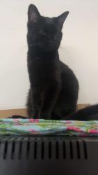 Lost Female Cat last seen Near goose creek way fredrick md, Frederick, MD 21702