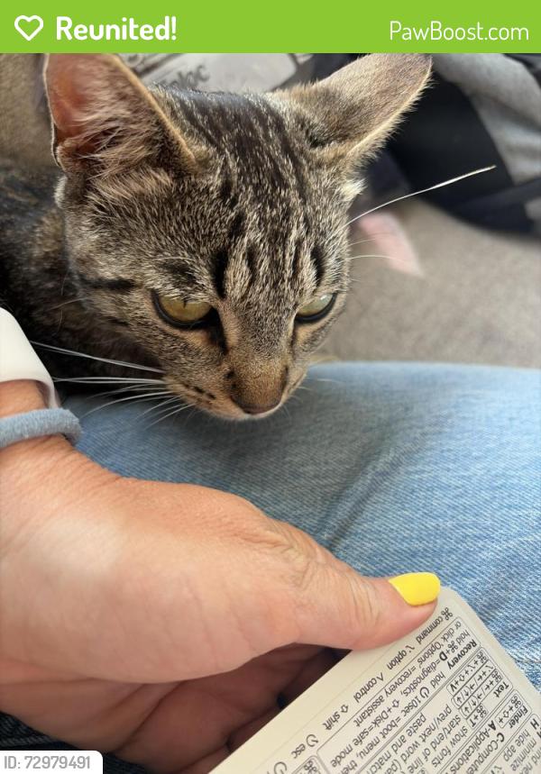 Reunited Unknown Cat last seen Cottonwood and Paseo Hermosa, Oceanside, CA 92056