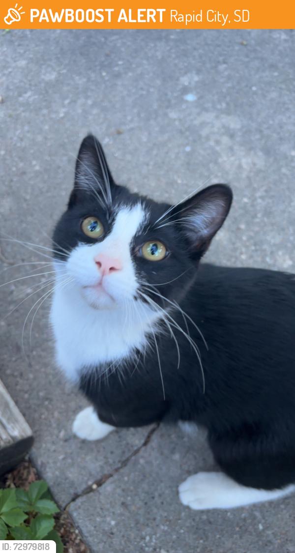 Found/Stray Unknown Cat last seen Near Cambell St and Fairmont Blvd , Rapid City, SD 57701