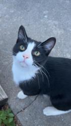 Found/Stray Unknown Cat last seen Near Cambell St and Fairmont Blvd , Rapid City, SD 57701