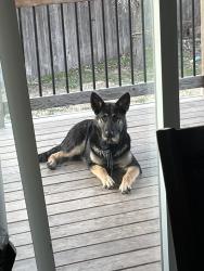 Lost Female Dog last seen W 31st S last seen probably in the streets or nearby neighborhoods/park, Wichita, KS 67209