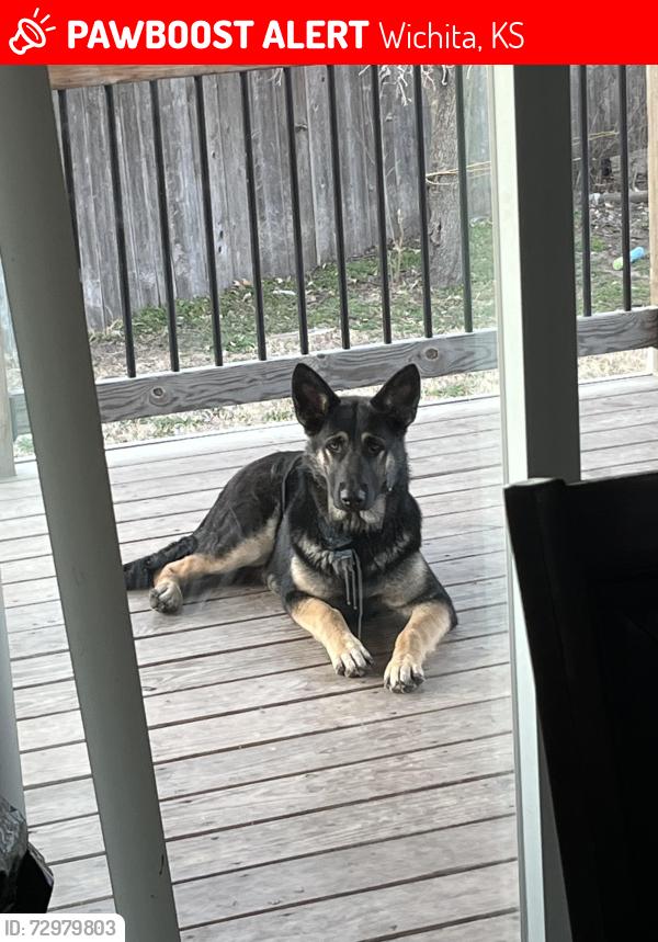 Lost Female Dog last seen W 31st S last seen probably in the streets or nearby neighborhoods/park, Wichita, KS 67209
