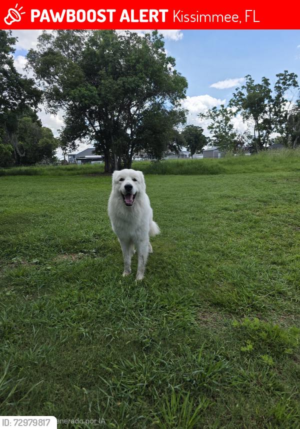 Lost Male Dog last seen Terry Ln kissimmee fl 3474, Kissimmee, FL 34744
