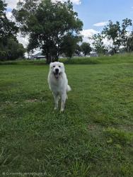 Lost Male Dog last seen Terry Ln kissimmee fl 3474, Kissimmee, FL 34744