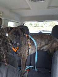 Reunited Male Dog last seen Willamette manor park , Keizer, OR 97303