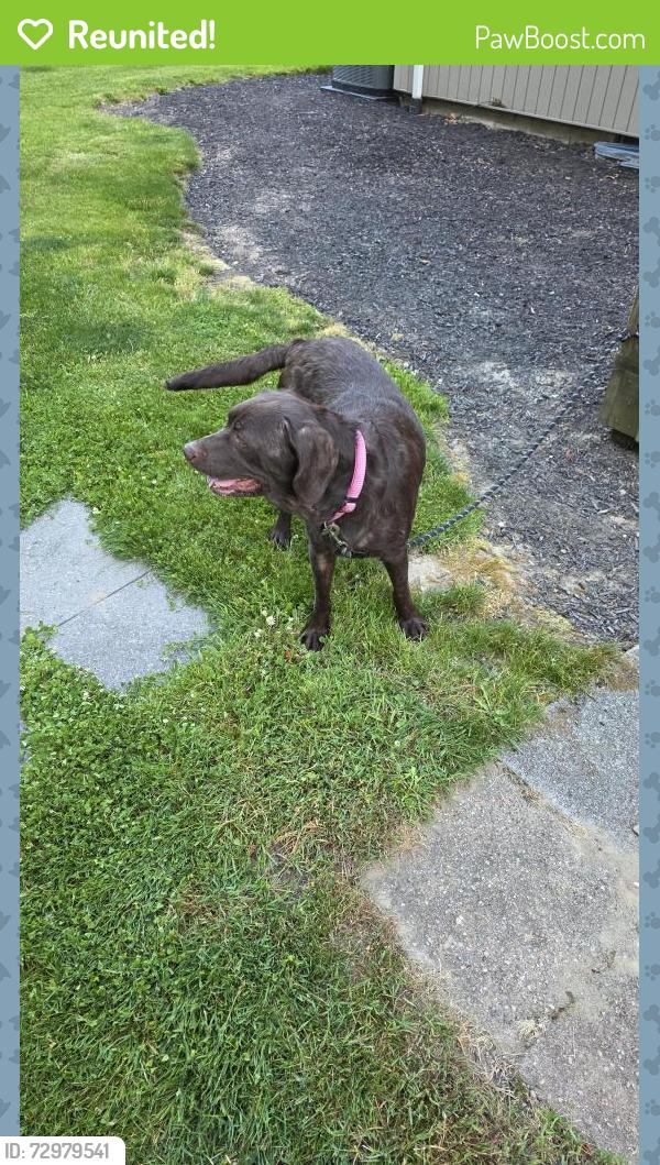 Reunited Female Dog last seen pasedena and west ridge rd, Fairview Township, PA 16505