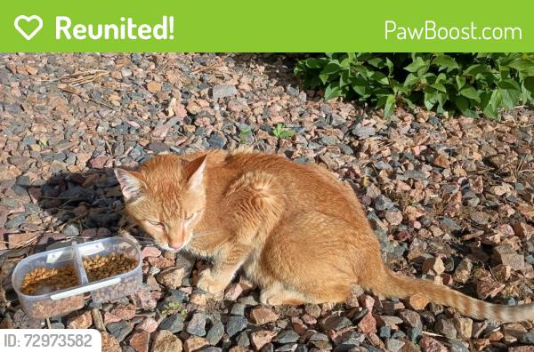 Reunited Unknown Cat last seen 87th and Yukon St, Westminster, CO 80005