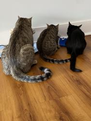 Reunited Male Cat last seen Location, other balcony neighbor , Linden, NJ 07036