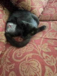 Lost Male Cat last seen Fillmore and South Adams, Petersburg, VA 23803