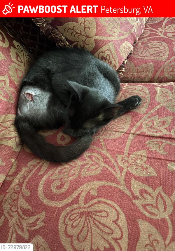 Lost Male Cat last seen Fillmore and South Adams, Petersburg, VA 23803