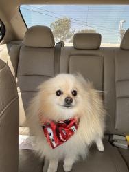 Reunited Male Dog last seen Near S Belterra Wy, Anaheim, CA 92804, USA, Anaheim, CA 92804