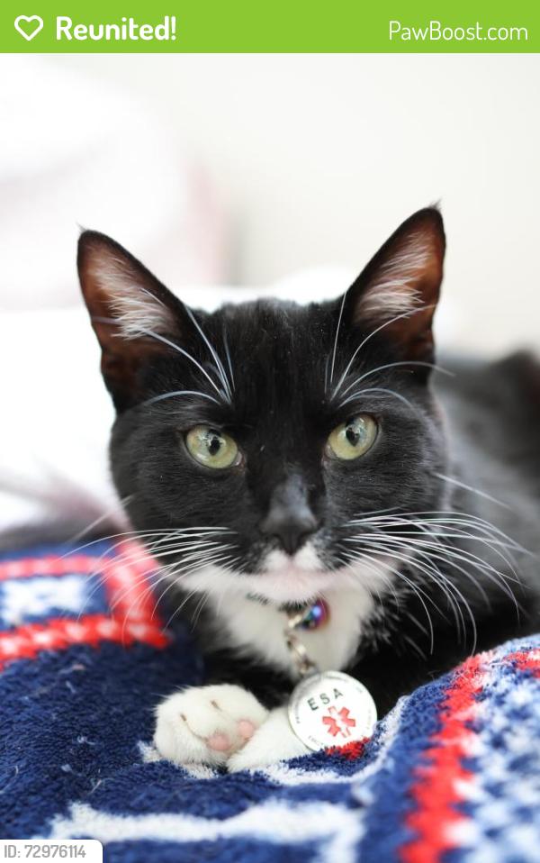 Reunited Female Cat last seen German church and 56th, Indianapolis, IN 46235