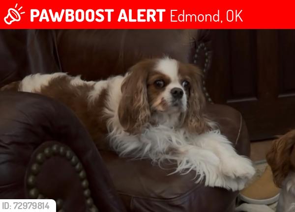 Lost Female Dog last seen Danforth & Faircloud Drive, Edmond, OK 73034