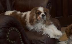 Lost Female Dog last seen Danforth & Faircloud Drive, Edmond, OK 73034