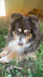 Lost Female Dog last seen Anderson Mountain Rd, Maiden, NC 28650