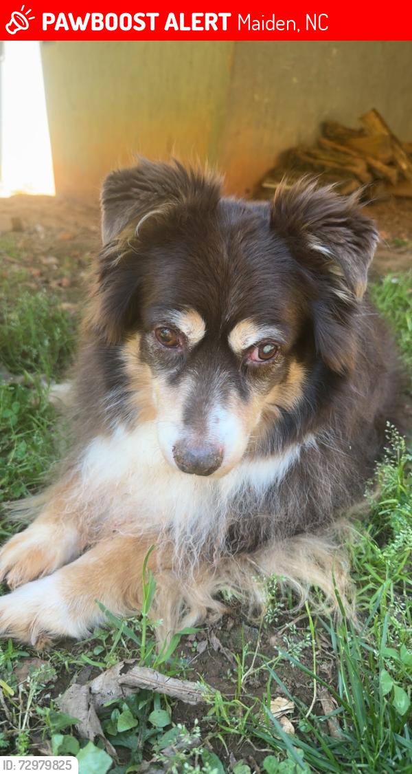 Lost Female Dog last seen Anderson Mountain Rd, Maiden, NC 28650