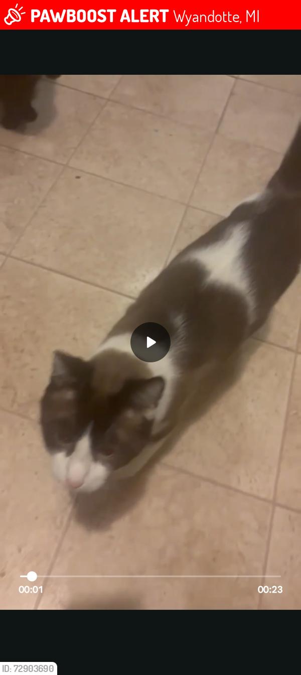 Lost Male Cat last seen 17th & Ludington, Wyandotte, MI 48192
