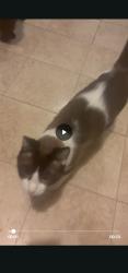 Lost Male Cat last seen 17th & Ludington, Wyandotte, MI 48192