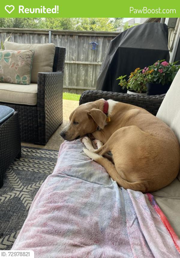 Reunited Male Dog last seen Camelot and Corporate , Lewisville, TX 75067