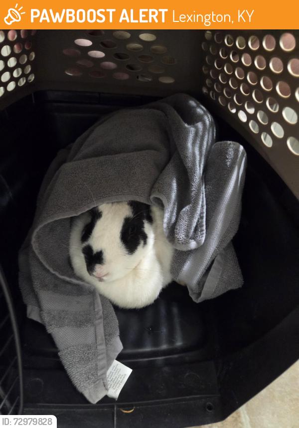 Found/Stray Unknown Rabbit last seen Appian way lexington ky, Lexington, KY 40517