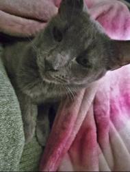 Reunited Female Cat last seen Between West Ward Elementary and Sherman St, Allegan, MI 49010