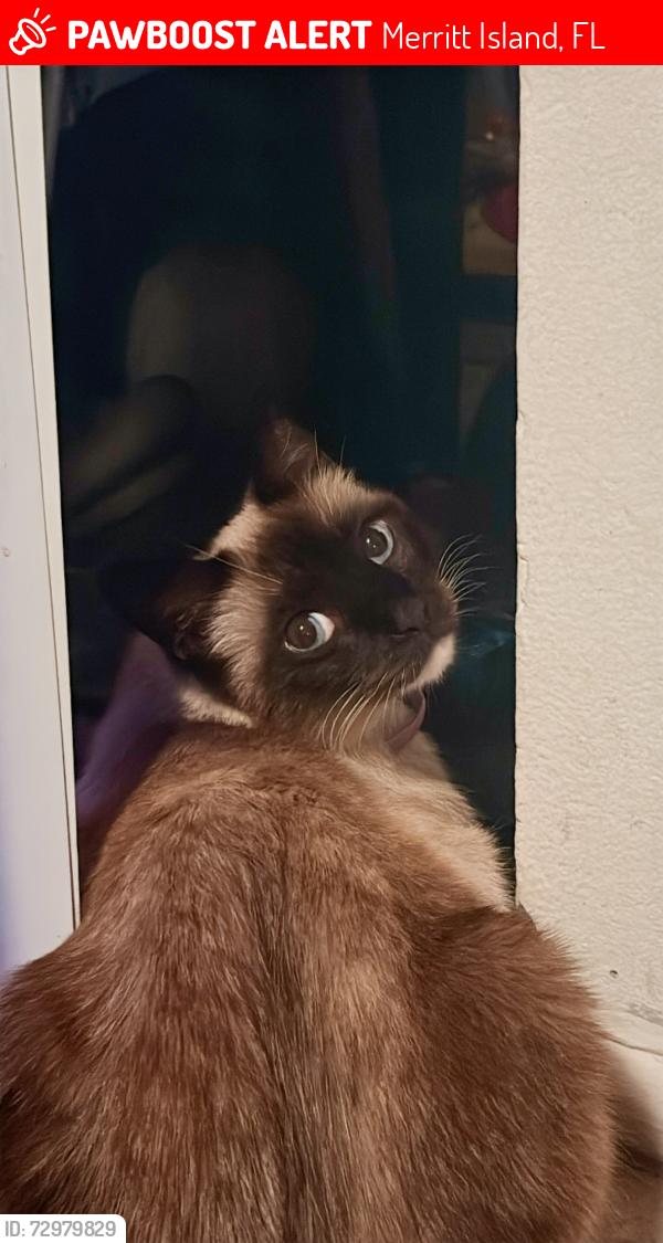 Lost Male Cat last seen Near Catalina Club apmts, Merritt Island, FL 32953