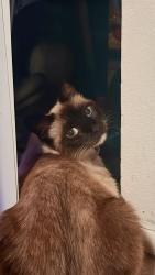 Lost Male Cat last seen Near Catalina Club apmts, Merritt Island, FL 32953