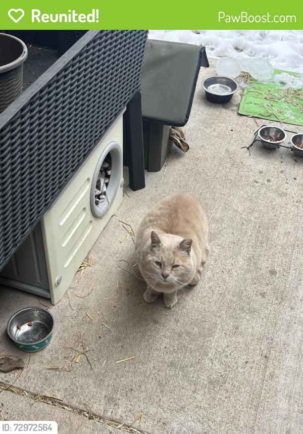 Reunited Male Cat last seen South Prince Street, Lancaster, PA 17603