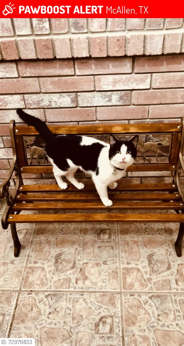 Lost Male Cat last seen Thunderbird Ave , McAllen, TX 78504